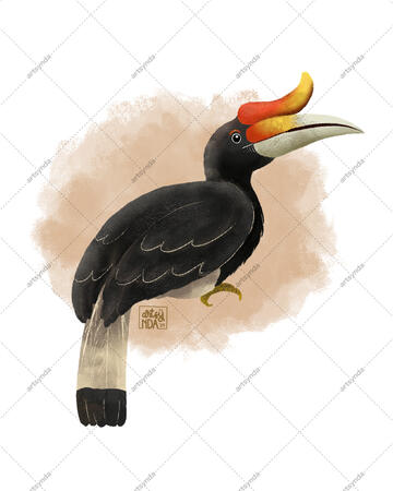 Burung Rangkong Badak (Buceros rhinoceros)